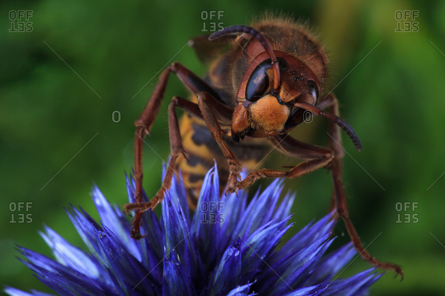 European hornet (Vespa crabro) sits on blue China Aster (Callistephus chinensis), Germany, Europe