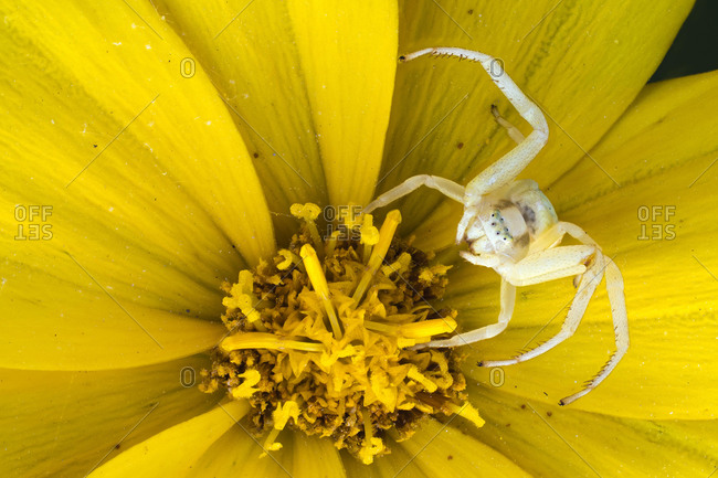 Goldenrod crab spider (Misumena vatia), in hunting position on Tickseed (Coreopsis), Hesse, Germany, Europe