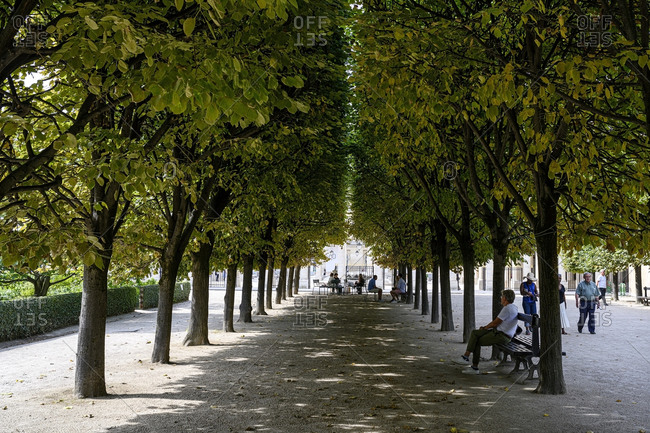 Tree lined avenue by the Jardin du Palais Royal