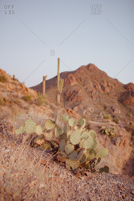 Cactus growing in mountain landscape at sunset, Saguaro National Park, Arizona
