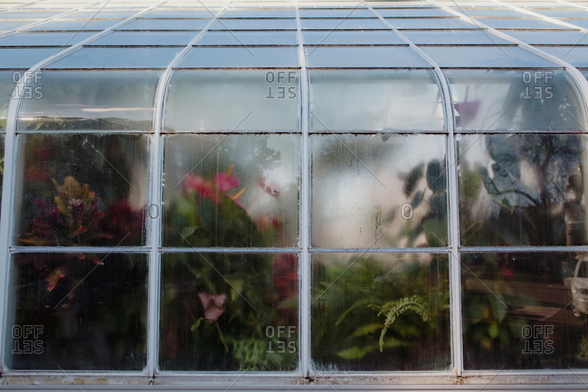Foggy windows of a conservatory