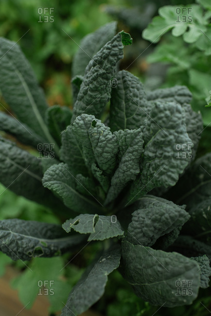 Close up of green kale leaves growing in a garden