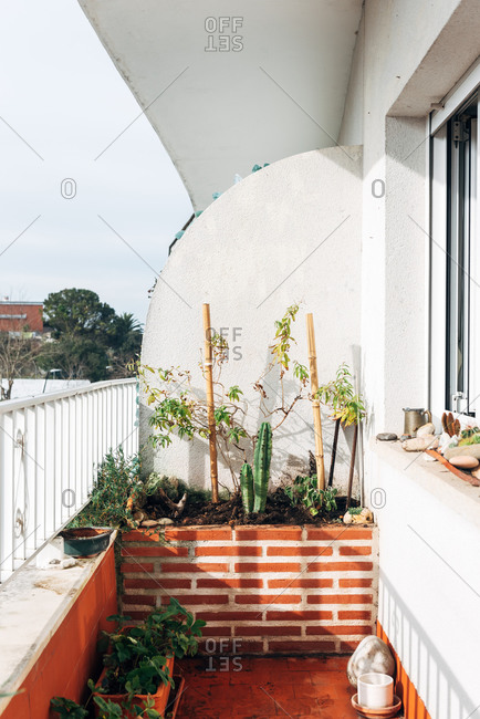 Green decorative plants on flowerbed on balcony of apartment in bright sunlight
