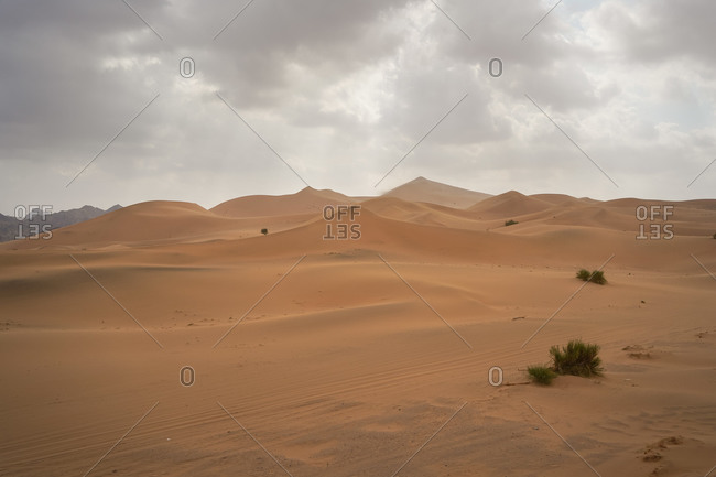 Picturesque scenery of great gritty dunes in endless desert in Saudi Arabia