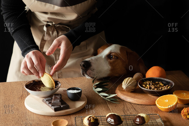 Crop housewife in apron preparing Madeleine at wooden table at home kitchen and dipping cookies at melted chocolate while curious dog standing nearby at looking attentively