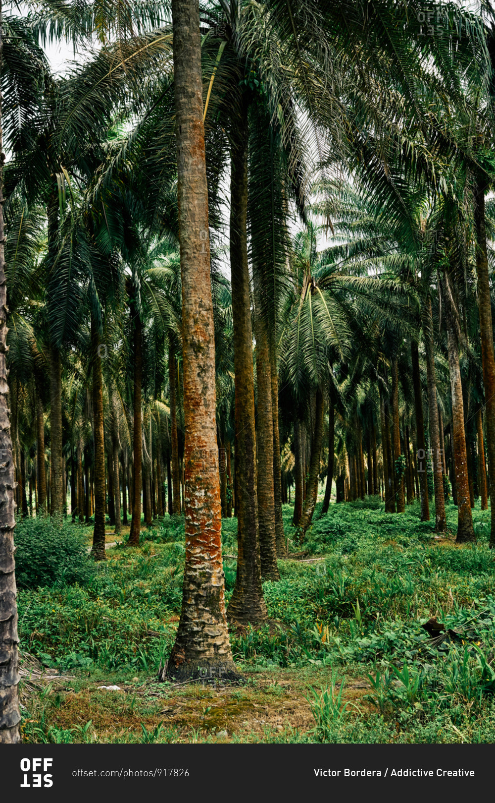 picturesque-scenery-of-palm-trees-plantation-in-tropical-costa-rica-in