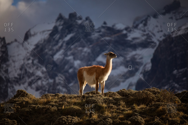 Low angle side view of calm wild herbivore mammal animal llama with white and brown fur on grassed hill against blurred snowy mountains during sunset