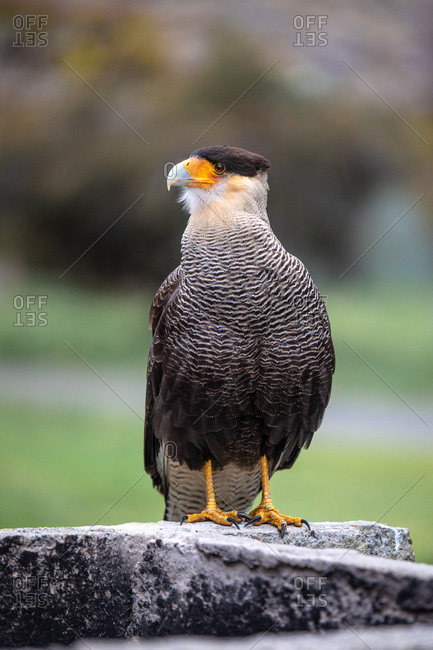 Wild bird with black and white plumage on stone looking at camera with interest against blurred nature in daytime