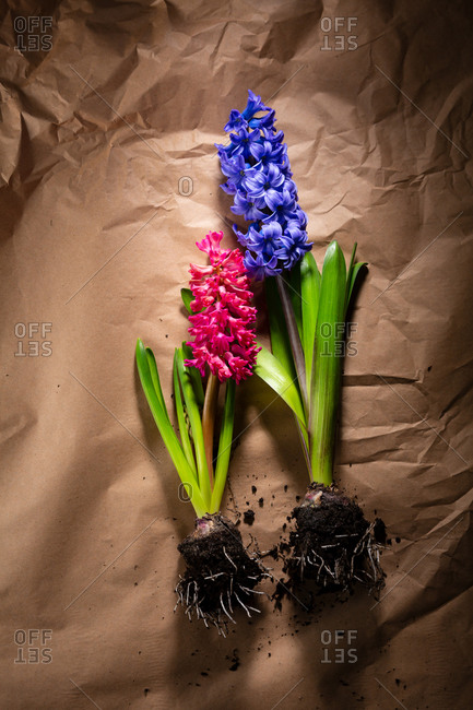 Two hyacinth flowers on brown wrinkled paper