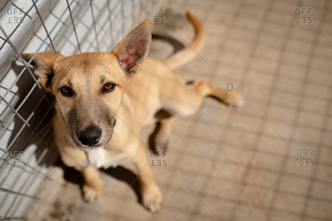Front view close up of a rescued abandoned dog in an animal shelter, sitting in a cage in the sun looking straight to camera.