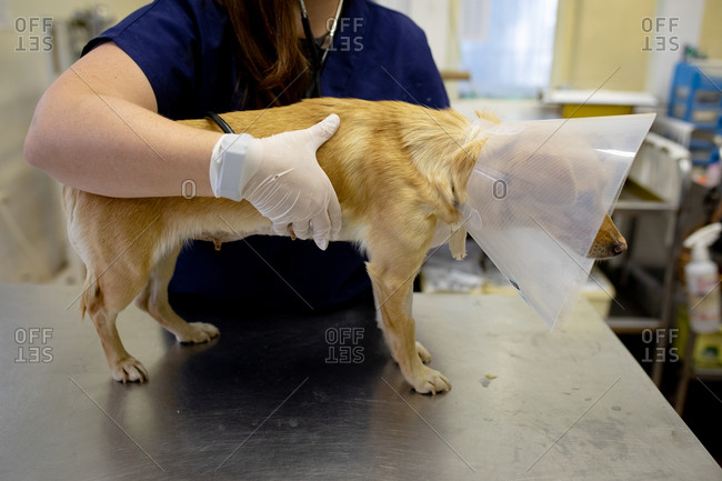 Front view mid section of a female vet wearing blue scrubs and surgical gloves, examining a dog wearing a vet collar at veterinary surgery.