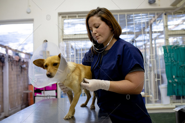 Front view of a female vet wearing blue scrubs and surgical gloves, examining a dog wearing a vet collar with a stethoscope at veterinary surgery.