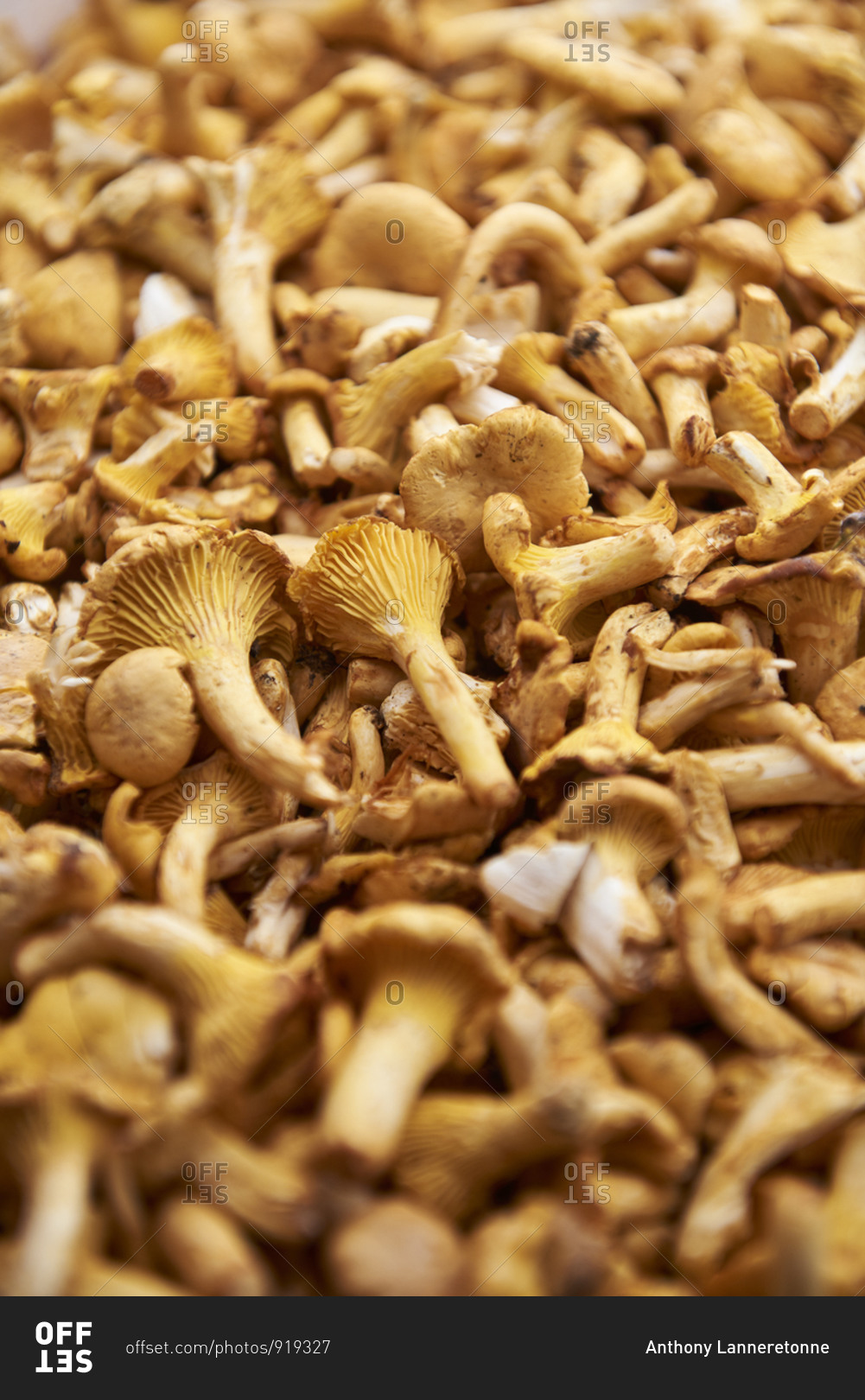 Girolles mushrooms in a food market Ventimiglia, Italy stock photo OFFSET