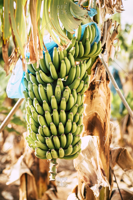 Young cluster of banana fruit on a tree