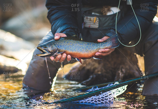 A man catches a large brook trout on a river in Maine.