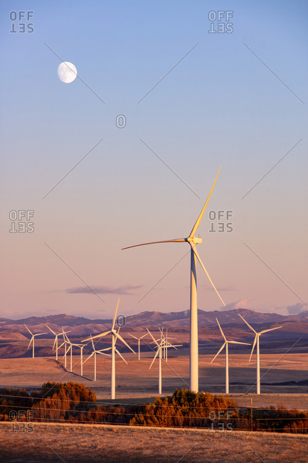 Wind turbines in a field with clear sky and the moon