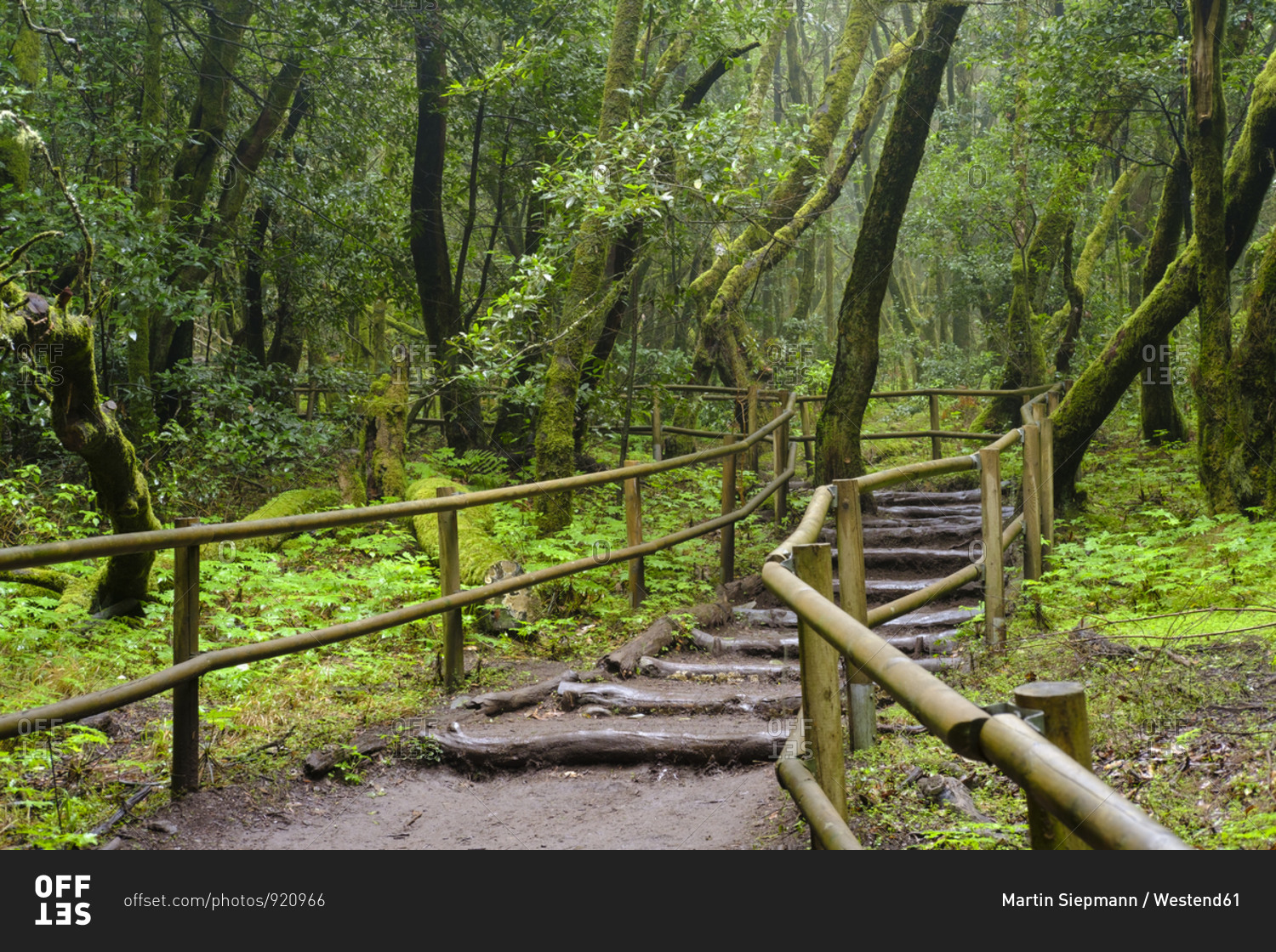 Spain- Province of Santa Cruz de Tenerife- Empty forest footpath in Garajonay National Park