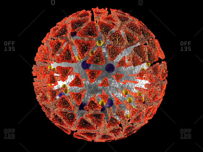 3D Rendered Illustration of an anatomically correct interpretation of the COVID19 Virus- also known as Corona Virus- isolated on black
