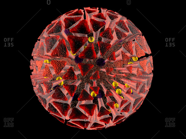 3D Rendered Illustration of an anatomically correct interpretation of the COVID19 Virus- also known as Corona Virus- isolated on black