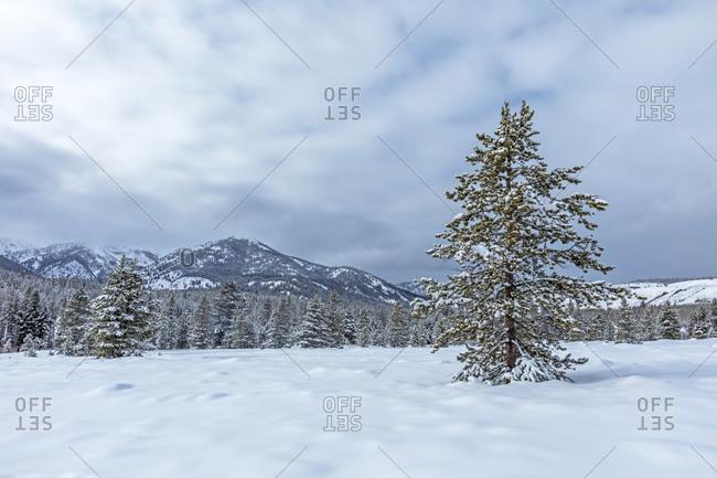 Pine Valley Stock Photos Offset