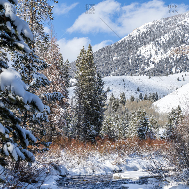 Pine Valley Stock Photos Offset