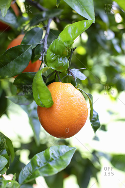 Close up of an orange hanging from a tree branch