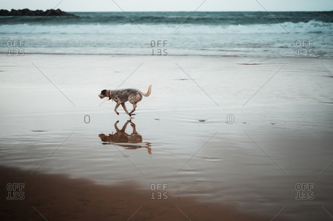 Hound running on an empty beach seashore
