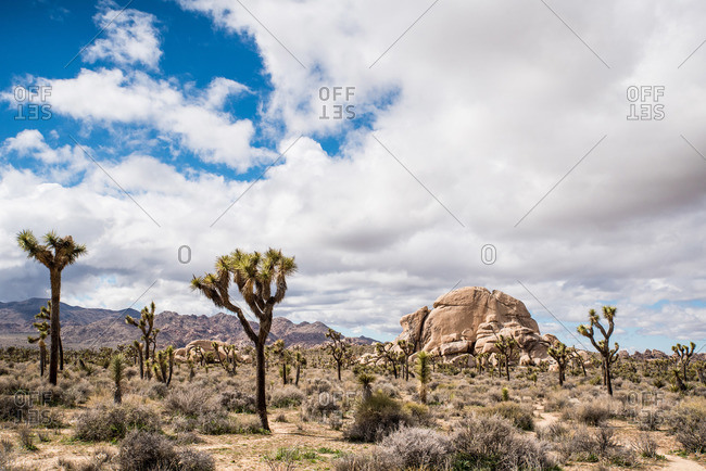 Landscape with stone formations and Joshua Trees beneath blue sky