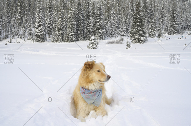 Cute Dog Laying Down In Fluffy Snow In The Mountains
