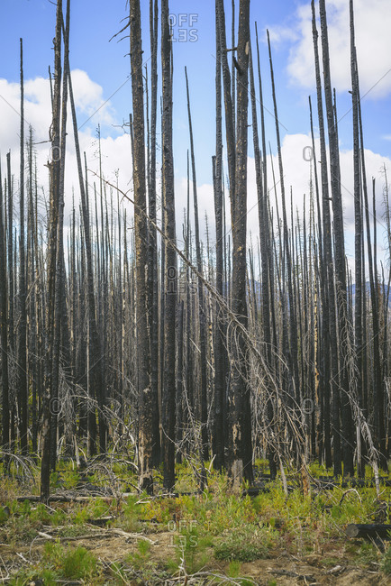 Standing Dead Burnt Trees From A Wildfire