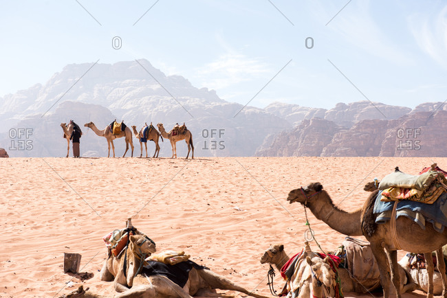 Camels rest in the dry desert sunshine