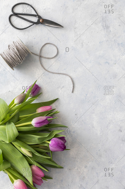 Pair of scissors- spool of string and bouquet of purple blooming tulips