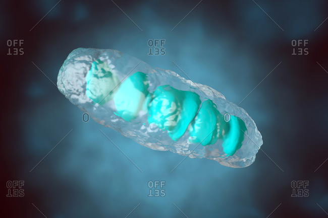 3D rendered Illustration- visualization of a anatomically correct Mitochondrion- a organelle of most eukaryotic and other cells