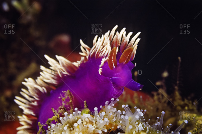 A very pale Spanish Shawl Nudibranch on a coynactis anemone, Chan Isl