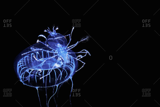 A juvinile lobsetr rides a Jelly at night, east coast of Madagascar