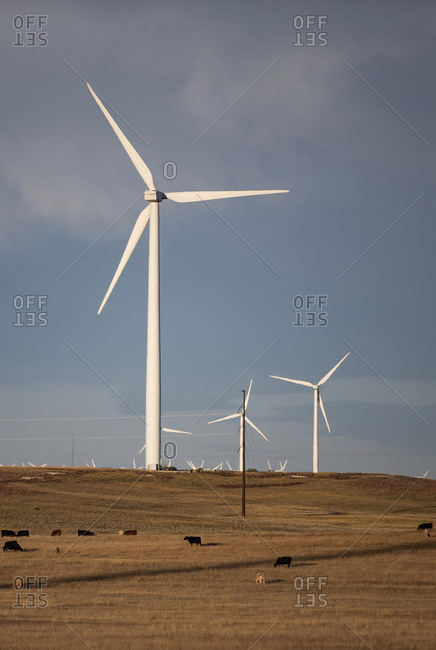 Wind Turbines in field against cloudy blue sky with cattle