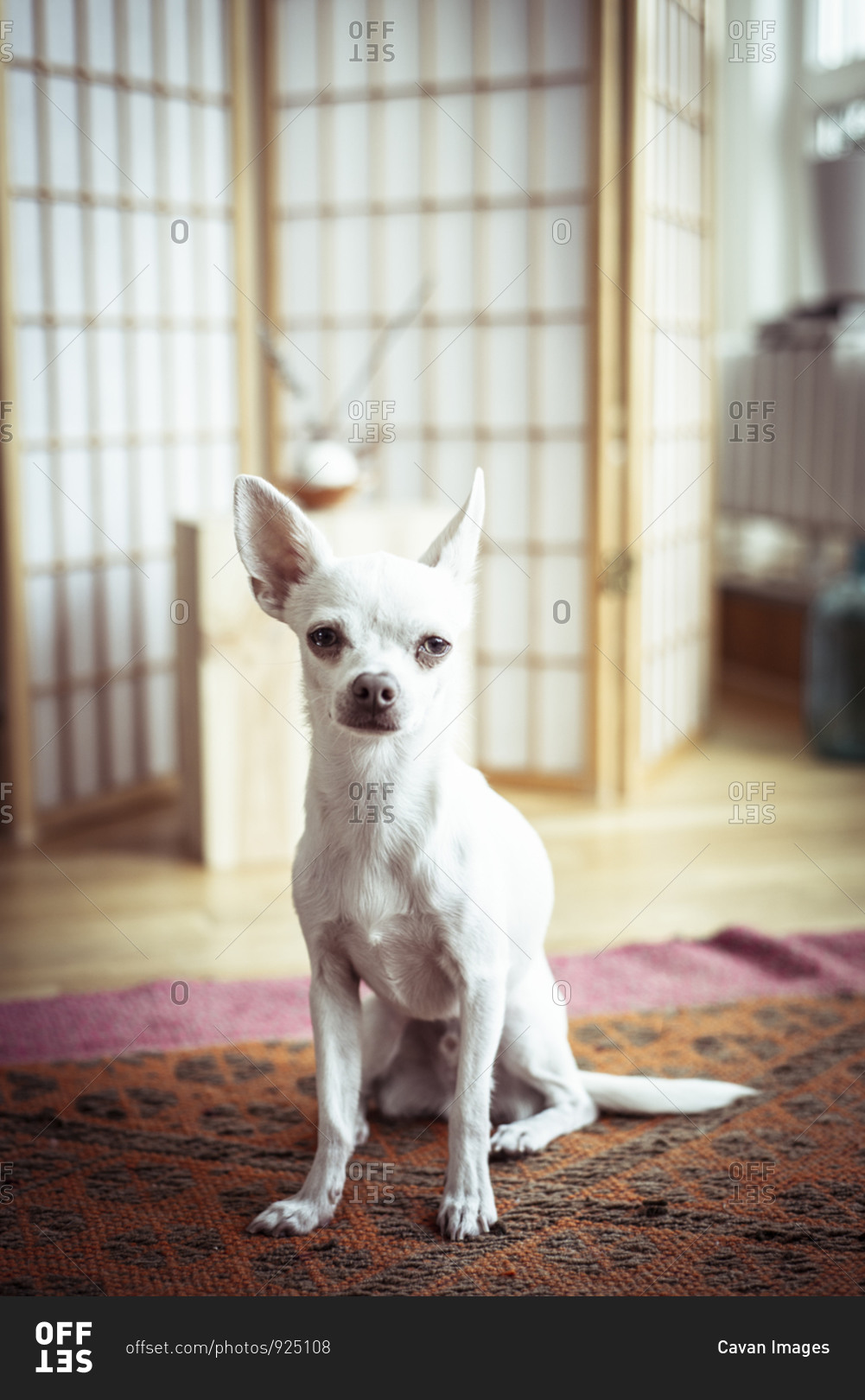 sweet white tiny dog looks at camera standing in window light