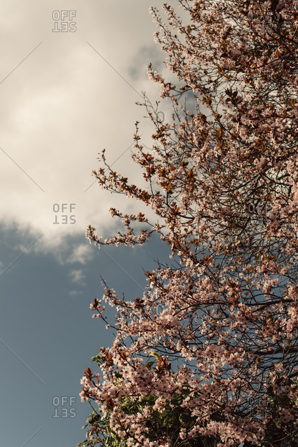 Cherry blossoms blooming on a tree under cloudy skies