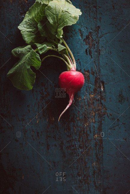 Radishes on a rustic blue surface