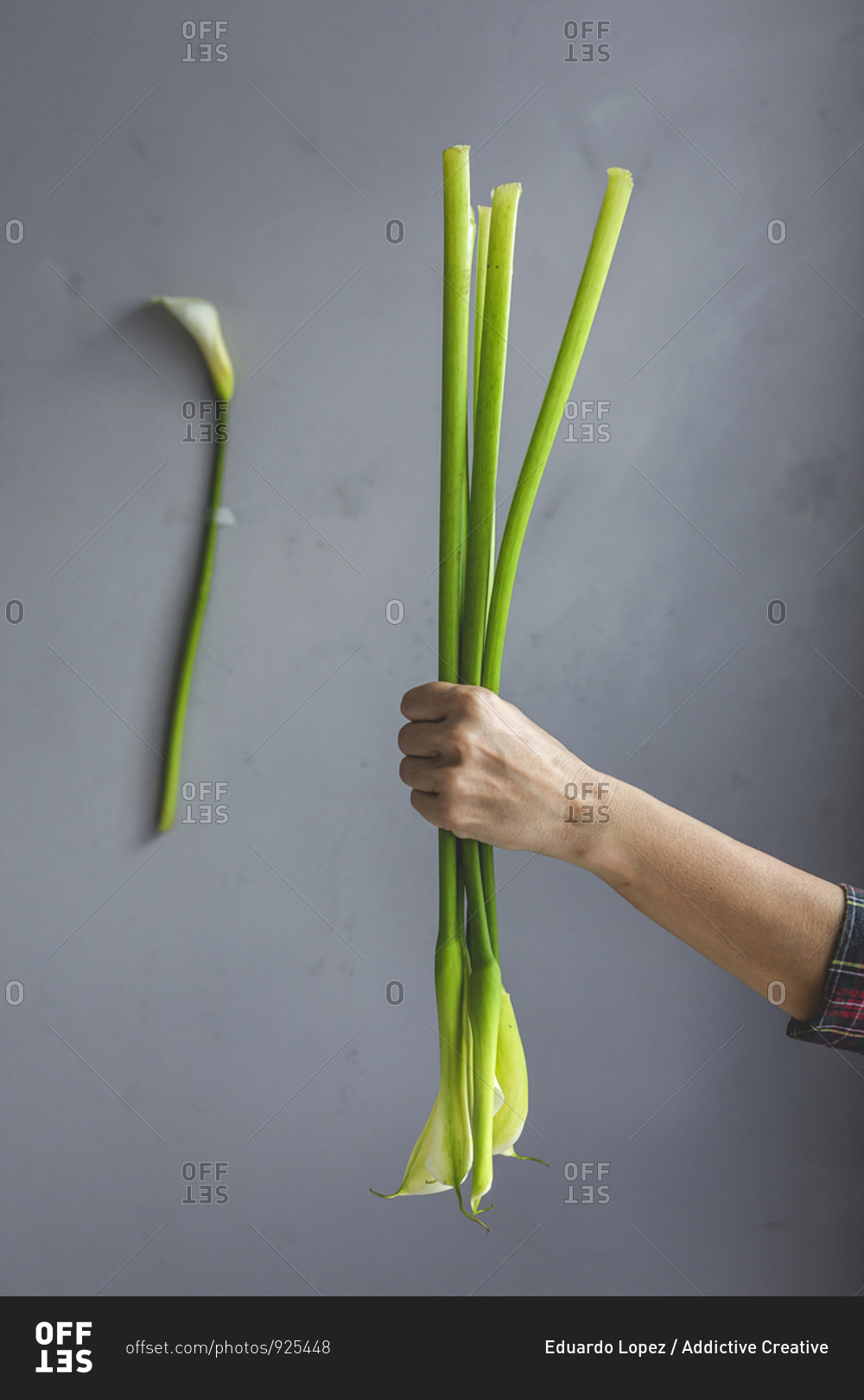 Unrecognizable professional female florist hands making bouquets of yellow flowers on grey background