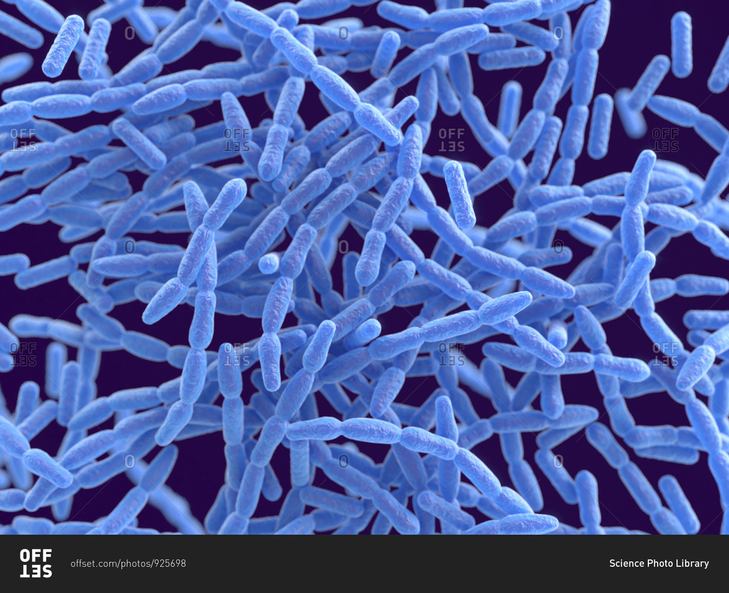 Anthrax bacteria, computer illustration. Anthrax bacteria (Bacillus ...