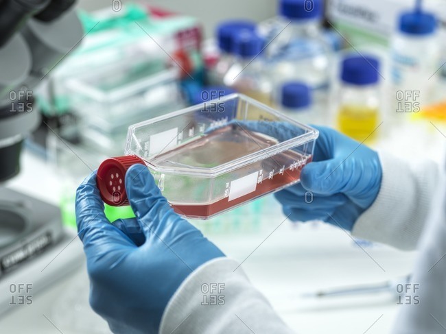 Scientist viewing a flask containing cells cultivated in red growth medium.
