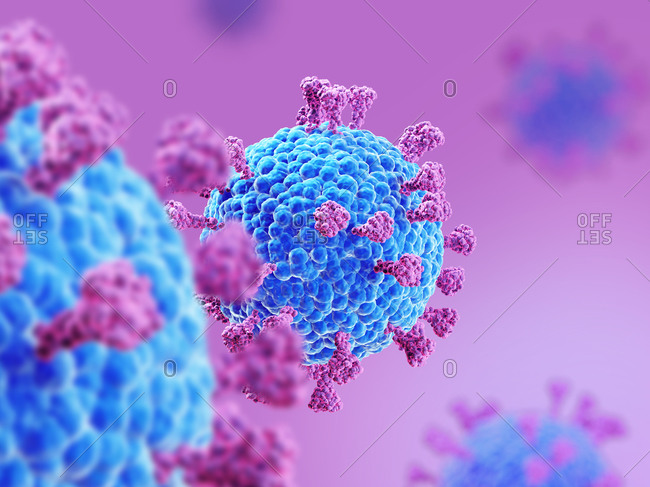 Coronavirus particles, illustration. Different strains of coronavirus are responsible for diseases such as the common cold, gastroenteritis and SARS (severe acute respiratory syndrome). The new coronavirus SARS-CoV-2 (previously 2019-CoV) emerged in Wuhan, China, in December 2019. The virus causes a mild respiratory illness (Covid-19) that can develop into pneumonia and be fatal in some cases. The coronaviruses take their name from their crown (corona) of surface spike proteins (large protrusions), which are used to attach and penetrate their host cells.