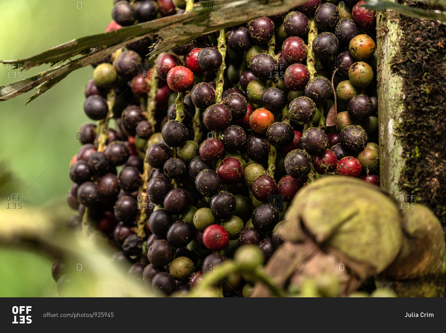Closeup of tropical berries in a rainforest stock photo OFFSET