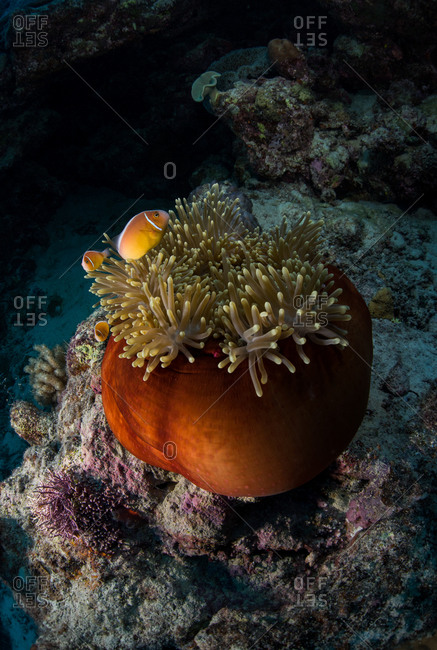 Two pink anemonefish swimming in a sea anemone at Agincourt reef on the Great Barrier Reef in Queensland, Australia