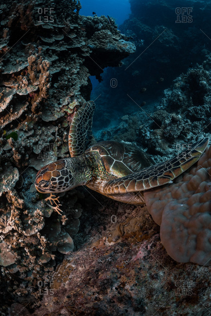 Green sea turtle resting on some coral at the Great Barrier Reef in Queensland, Australia