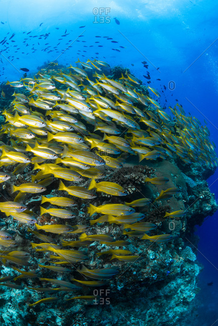 School of yellow stripe goatfish swimming at the Great Barrier Reef in Queensland, Australia