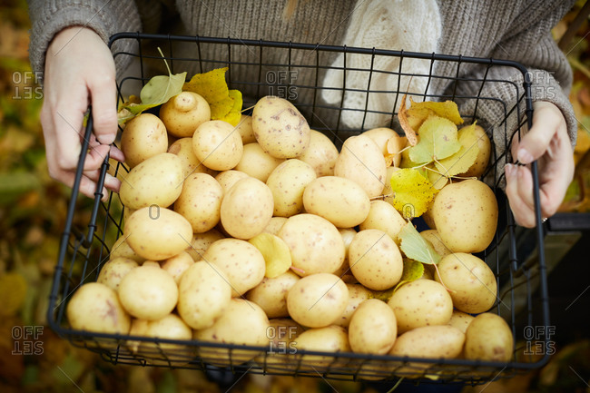 High angle view of woman holding raw potato basket in garden