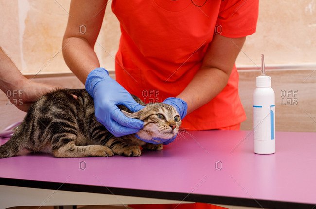 Unrecognizable woman in orange uniform and rubber gloves making a check up in a cat on table in vet clinic