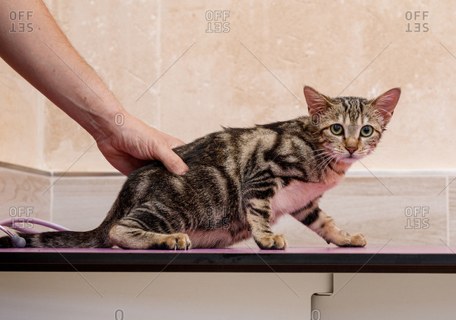 Crop unrecognizable person hands holding and checking up a cat on table in vet clinic